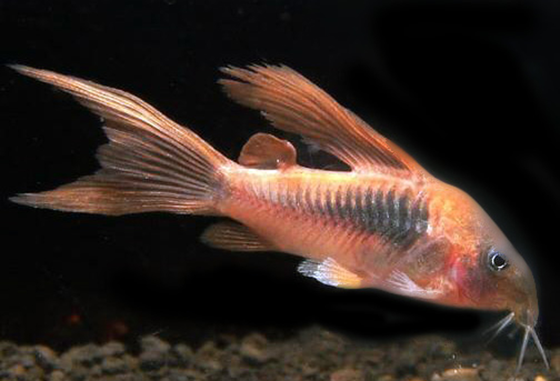 КОРИДОРОС ЗОЛОТИСТЫЙ вуалевый СОМ размер M рыбка для аквариума/Corydoras  Aeneus Long-fin/ | Зоомагазин Зоо сити